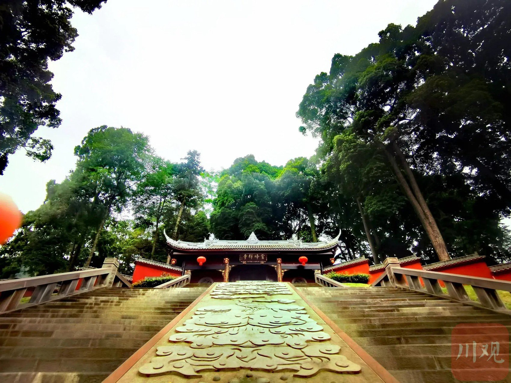 c视觉丨四川雅安:走进荥经最美桢楠林