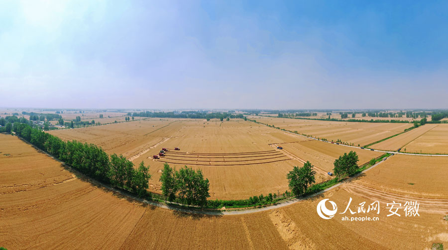 安徽涡阳:精耕细作绘出"丰"景如画