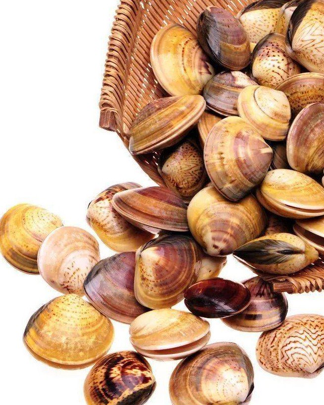 海什么止血新知｜文蛤海鞘竟是抗癌小能手？蓝色“药库”真神奇_https://www.jmylbn.com_新闻资讯_第6张