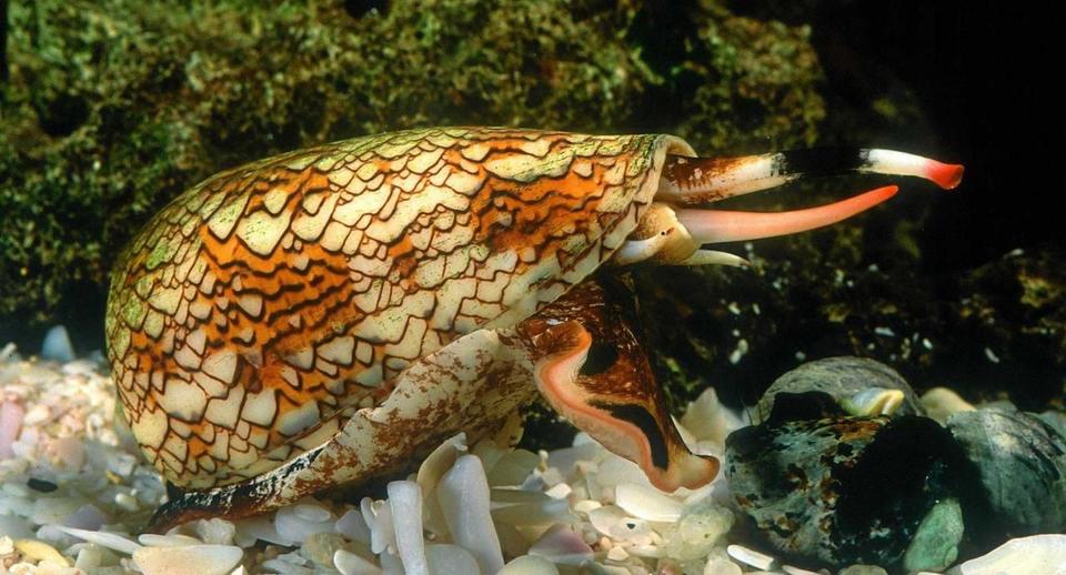 海什么止血新知｜文蛤海鞘竟是抗癌小能手？蓝色“药库”真神奇_https://www.jmylbn.com_新闻资讯_第5张