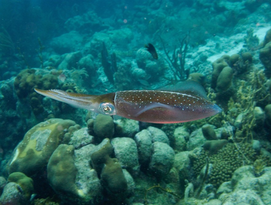 海什么止血新知｜文蛤海鞘竟是抗癌小能手？蓝色“药库”真神奇_https://www.jmylbn.com_新闻资讯_第3张