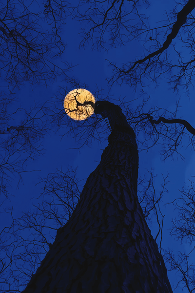 徐俊摄于黄山市徽州区.月圆之夜,一轮明月爬上树梢.