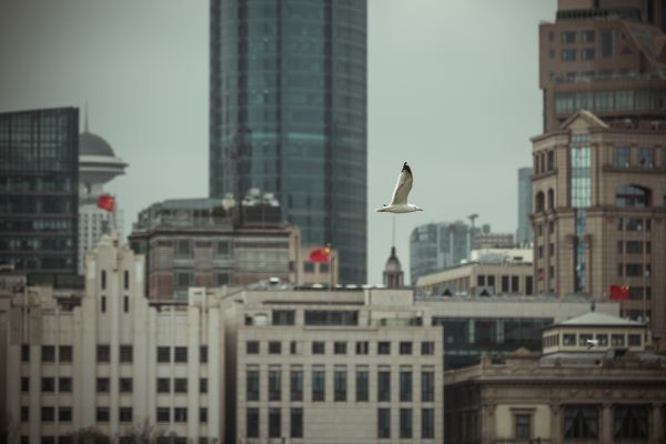 图说:《翼起外滩——风从海上来》 万里城实验学校 高思珈走进湿地