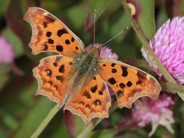 黄钩蛱蝶黄钩蛱蝶是中小型蝴蝶,秋冬季翅膀的颜色是深黄褐色,后翅腹