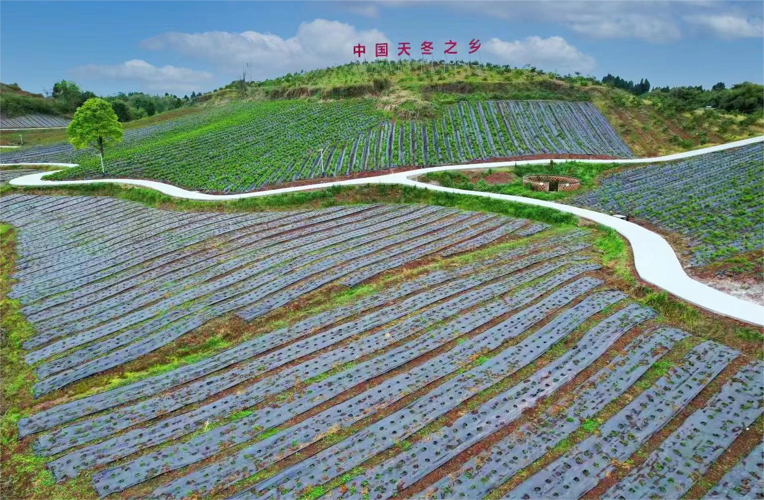 四川东兴:道地药材内江天冬如何开出绚丽的"产业之花"?