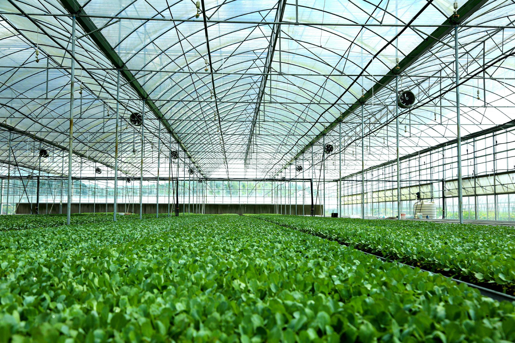 卓豪农业科研-育苗基地的小白菜育苗