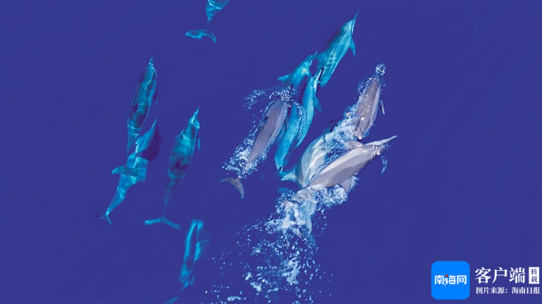 中国科学院深海科学与工程研究所供图