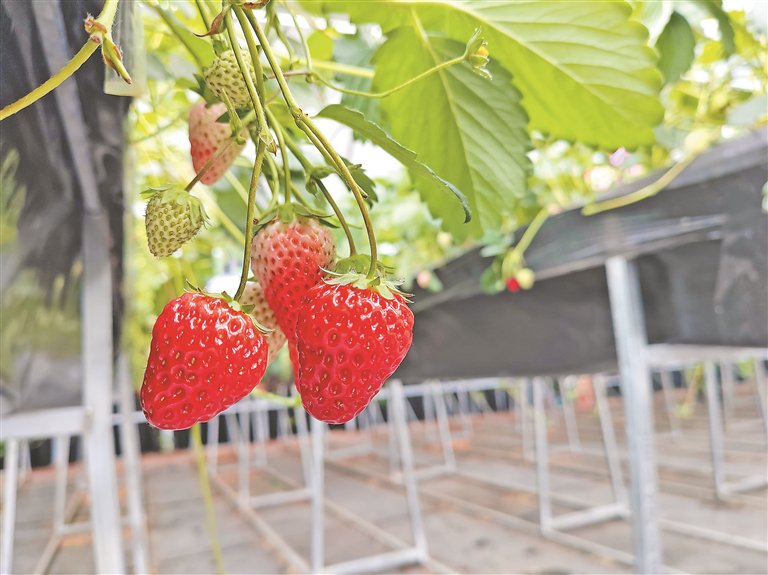 绥东村草莓种植基地游客正在采摘草莓.