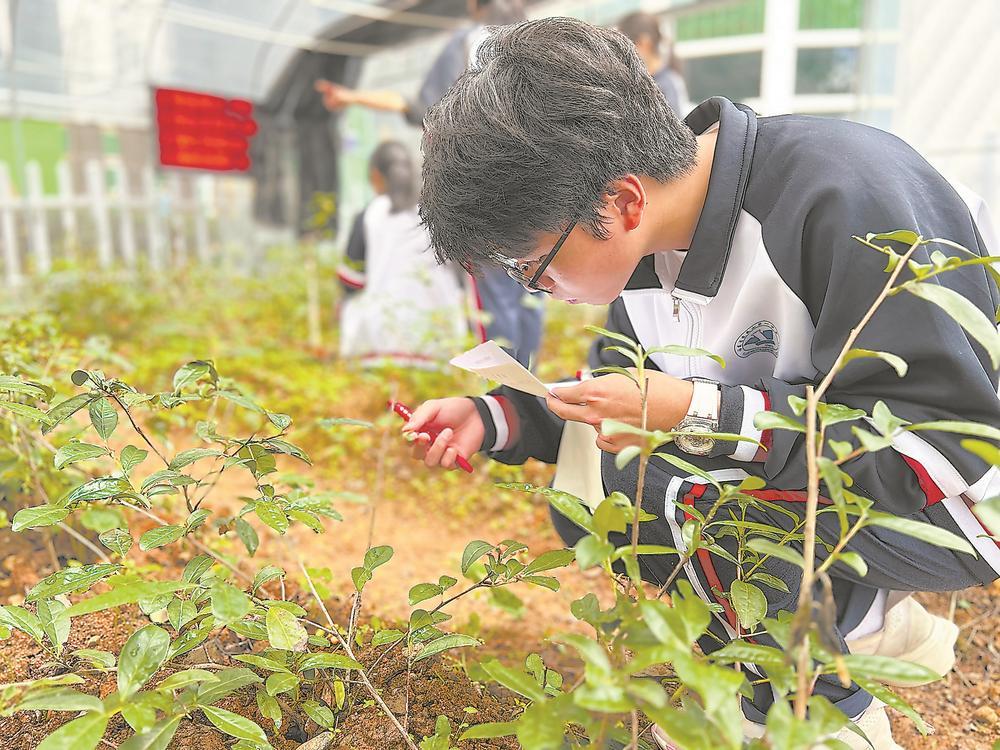 南平市建阳区童游中心小学科普劳动实践基地土栽实验区,学生在观察