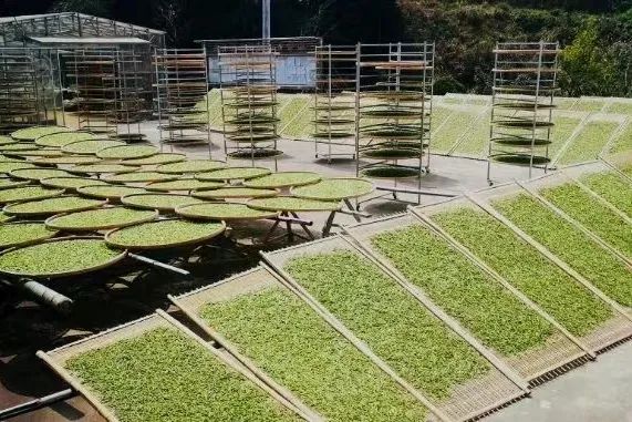 "我的中年养生,从痴迷老白茶开始"