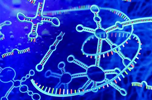 美国科学家呼吁扩大RNA研究