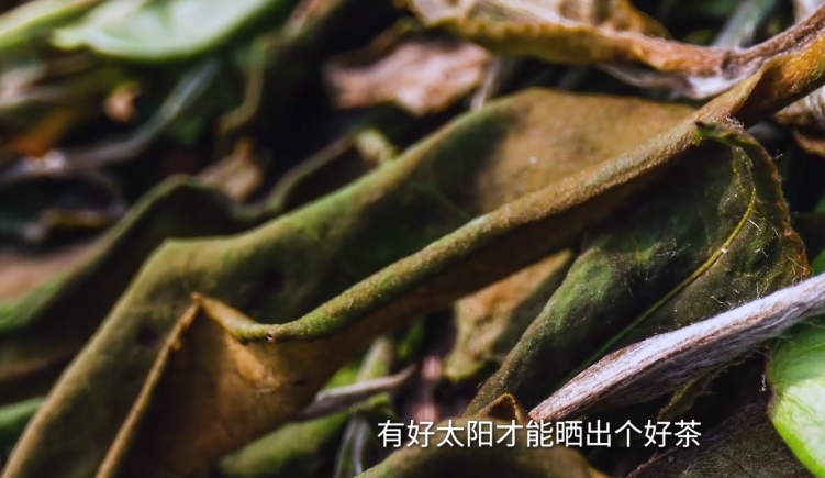 "我的中年养生,从痴迷老白茶开始"