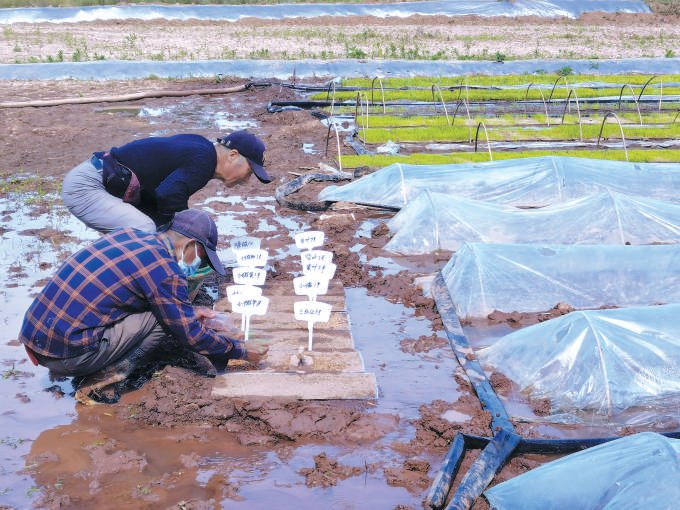 怀柔小毛驴农场种上"太空水稻"