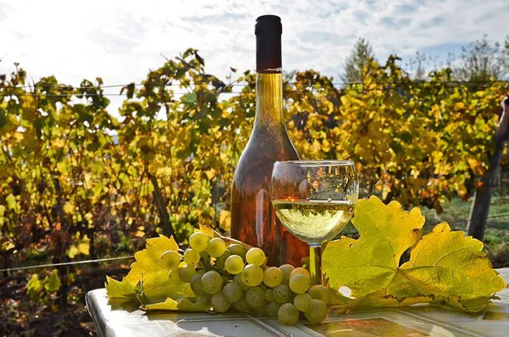 进博故事|一期一会,进博会滋养中匈经贸活力