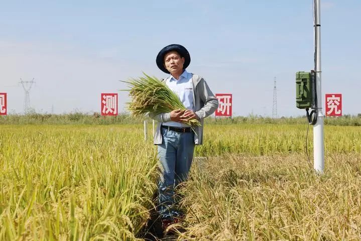在中科院大安碱地生态实验站,谢旗展示依托at1改良的耐盐碱水稻.