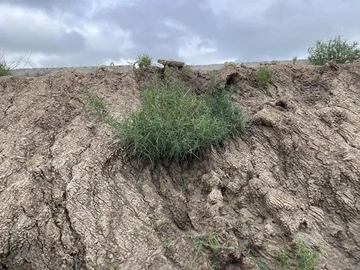 盐碱地里演绎"化稻"传奇