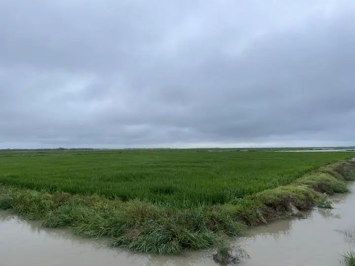 盐碱地里演绎"化稻"传奇