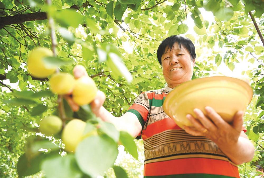 李文科麦黄杏熟,每年端午前后,每当麦穗被阵阵南风染出金黄,武安市