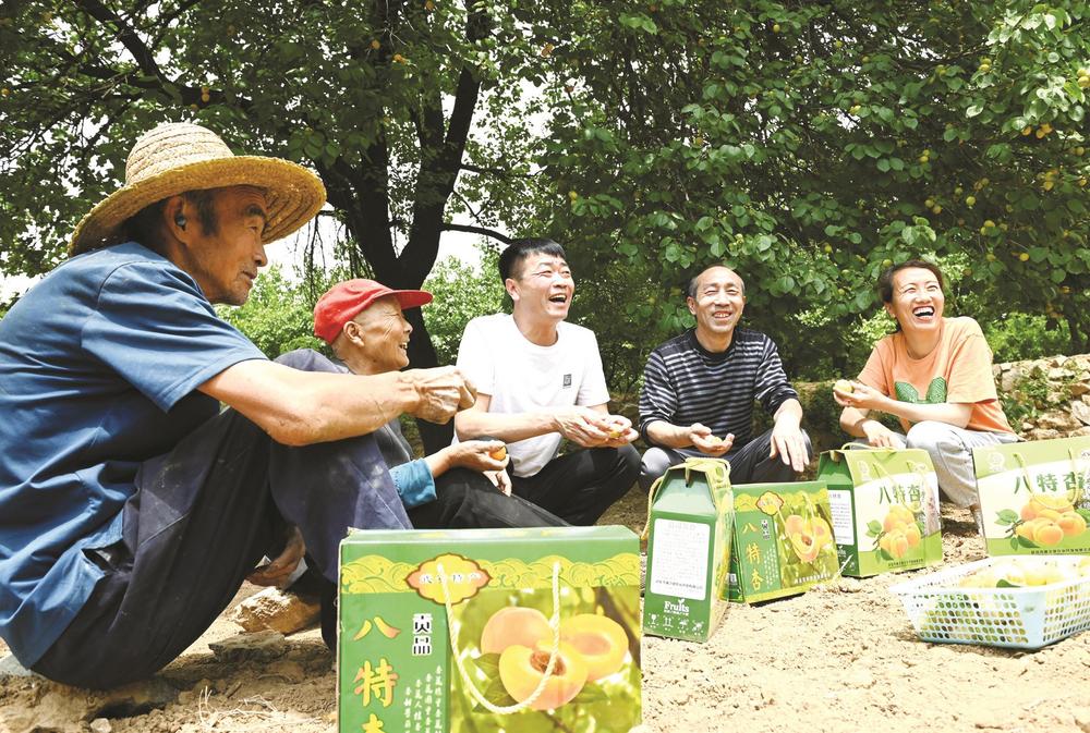 李文科麦黄杏熟,每年端午前后,每当麦穗被阵阵南风染出金黄,武安市