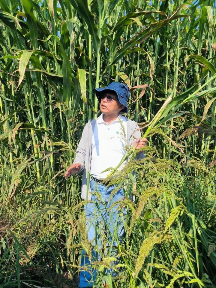 在银川市贺兰县通贵乡的甜高粱示范田里,谢旗检查高粱生长情况.
