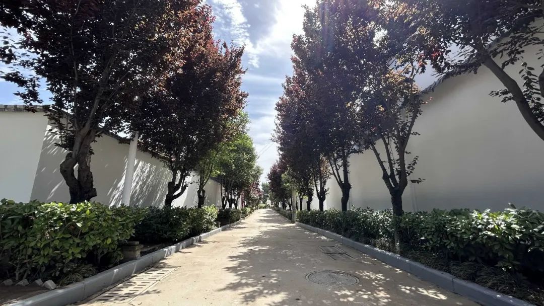 长安区杨庄街道李魏村:"千万工程"经验引领乡村"蝶变"