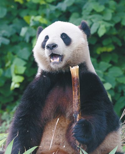 全球再起"熊猫旋风"|动物园_新浪财经_新浪网