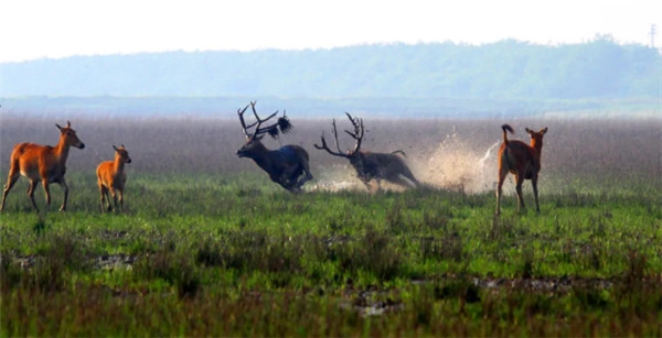 江苏盐城:鹿王争霸即将开赛|雄鹿_新浪财经_新浪网