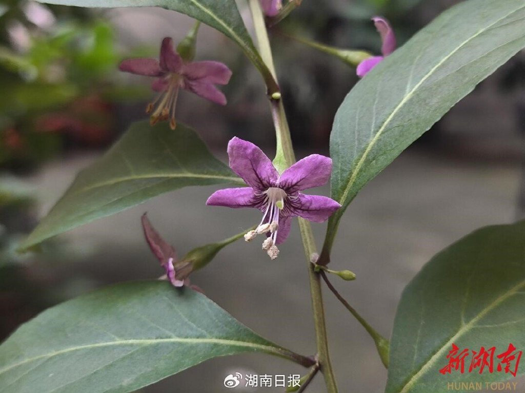 节气湖南·物候|芒种:接收来自大自然的夏日贺卡