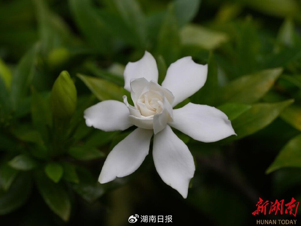 节气湖南·物候|芒种:接收来自大自然的夏日贺卡