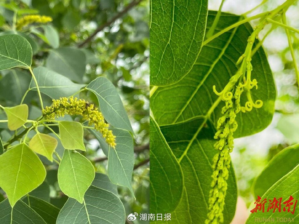 节气湖南·物候|芒种:接收来自大自然的夏日贺卡
