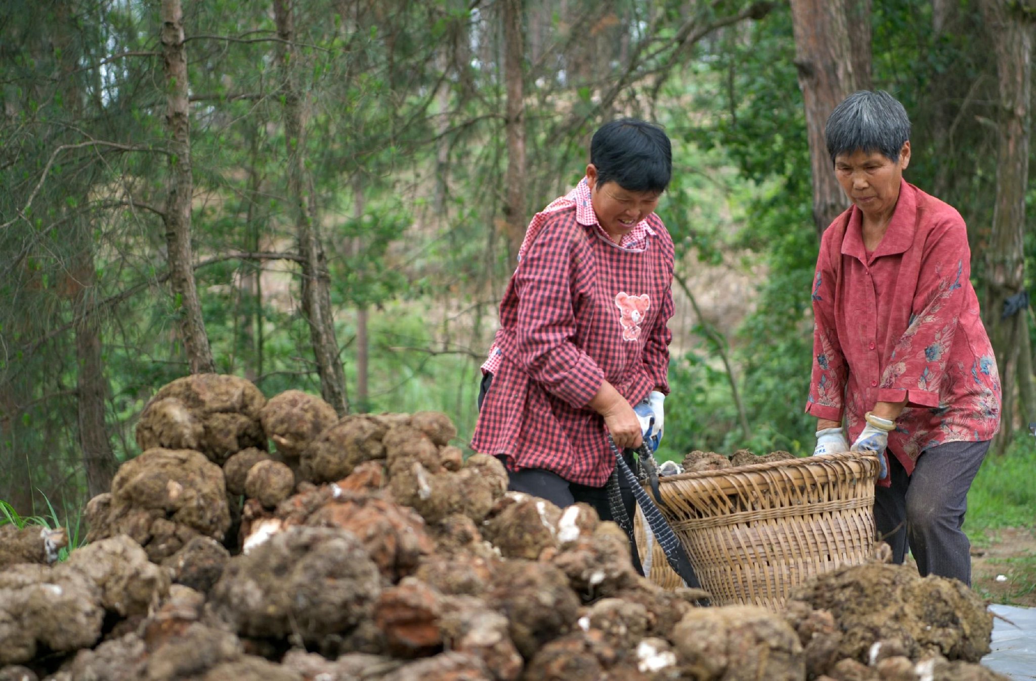 "采摘工人唐秀莲说,自从村里发展茯苓产业以来,种植,管护,采收等每个