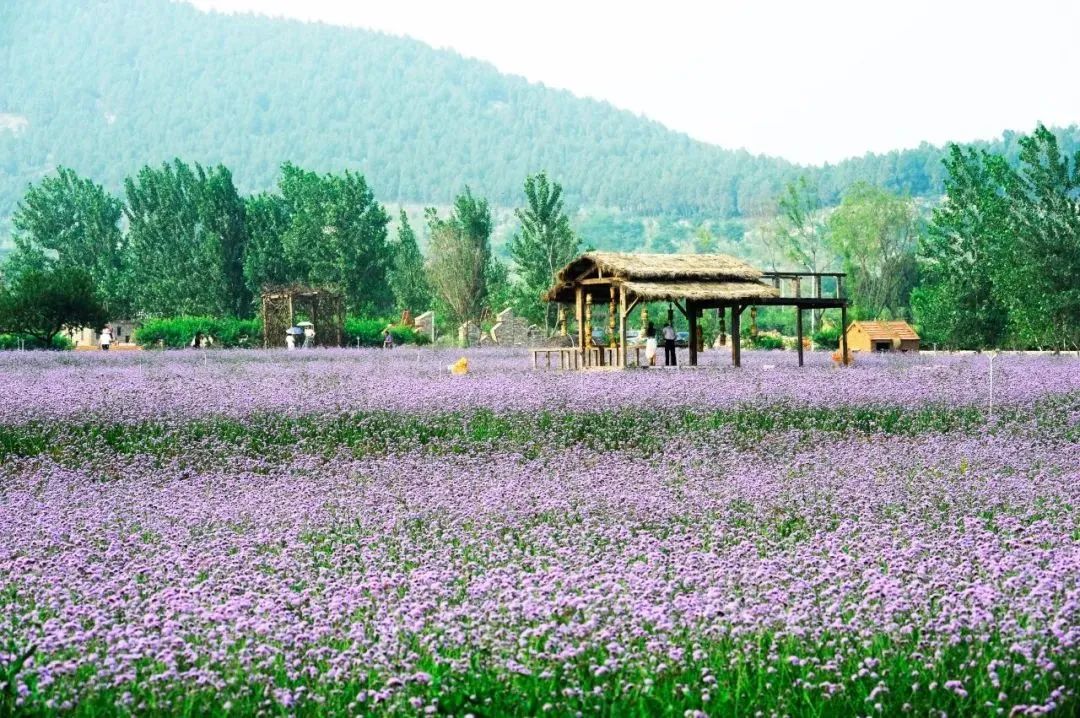 "盆景"变"风景","风景"变"钱景",徐州抒写乡村振兴美丽画卷