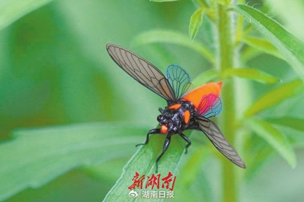 黑翅红蝉.阳彩 摄