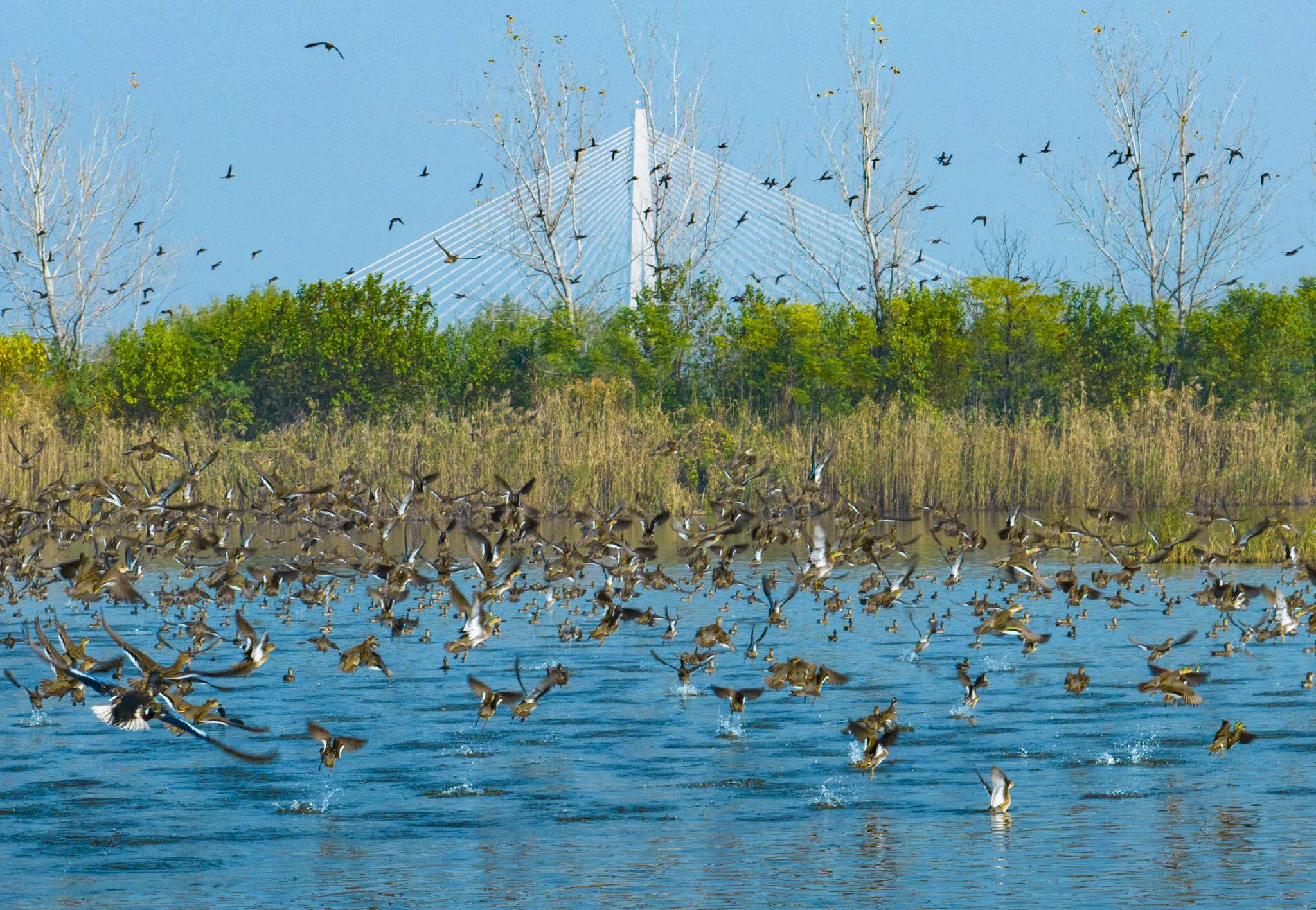 江苏南京:擦亮"生态底色",提升"发展成色"