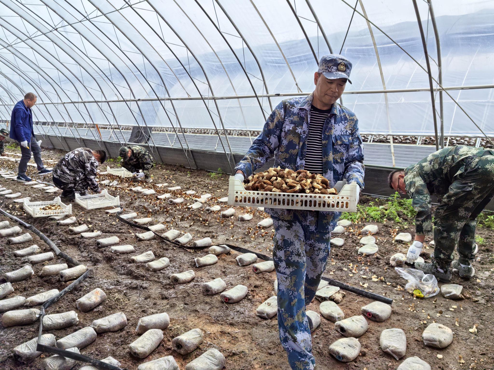 清河局公司果蔬标准化种植基地占地规模达30亩,其中羊肚菌种植大棚8栋