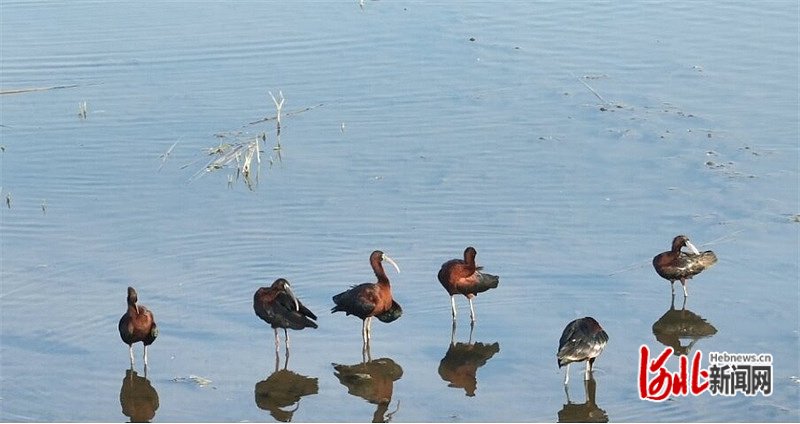雄安新区新发现7种鸟类 白洋淀野生鸟类增加至286种