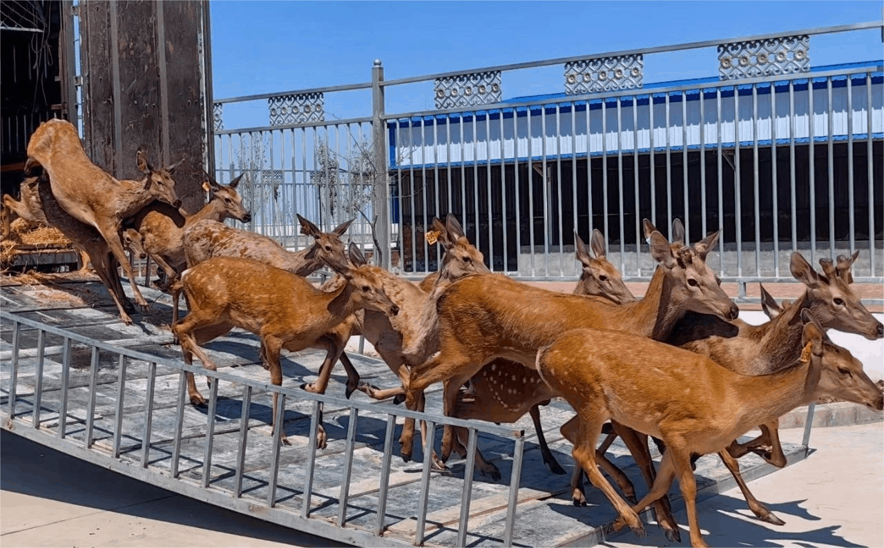 乡村振兴"新"面貌丨特色养殖拓宽致富路新"鹿"径|胡杨河市|乡村振兴