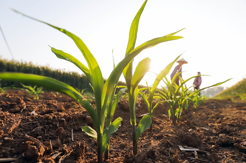 芒种节气将至,各地农民抢抓农时进行作物管护,收获播种等工作,田间地