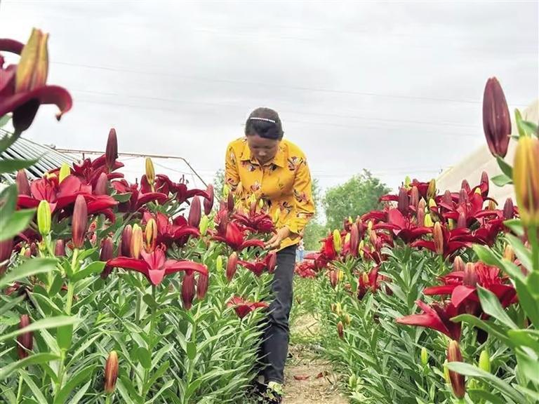 百合花种植基地入夏以来,新区花卉交易中心从早到晚都是热闹繁忙的