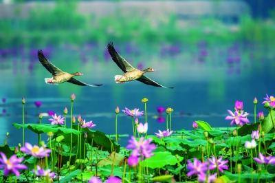 江苏南京:擦亮"生态底色",提升"发展成色"