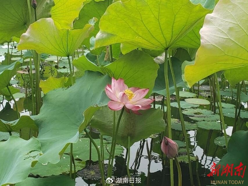 节气湖南·物候|芒种:接收来自大自然的夏日贺卡