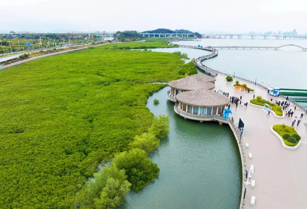 厦门市下潭尾红树林公园.