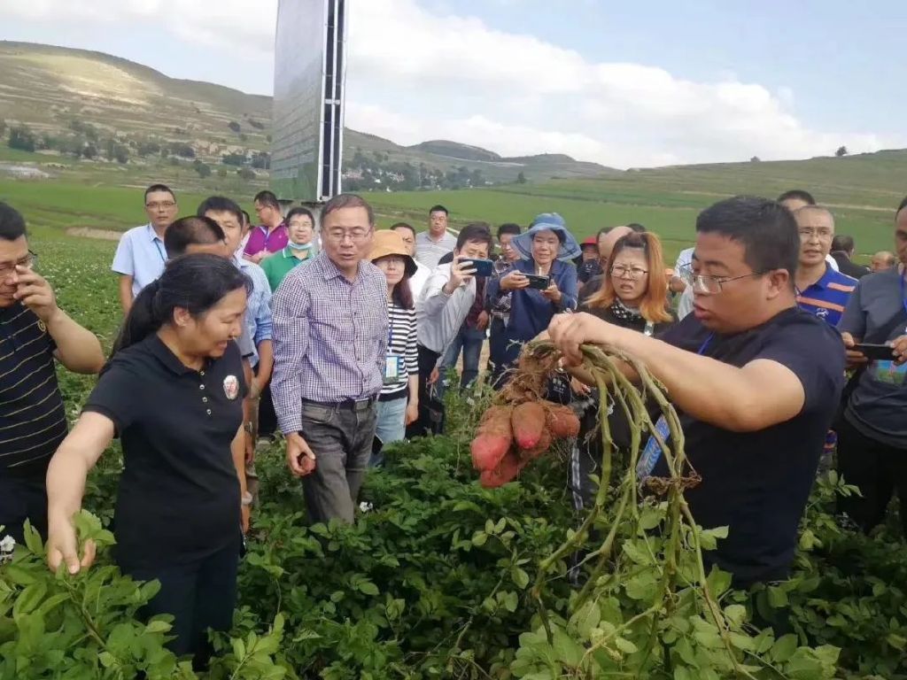 2020年,国家马铃薯产业体系专家来到宁夏观摩旱作马铃薯新品种示范