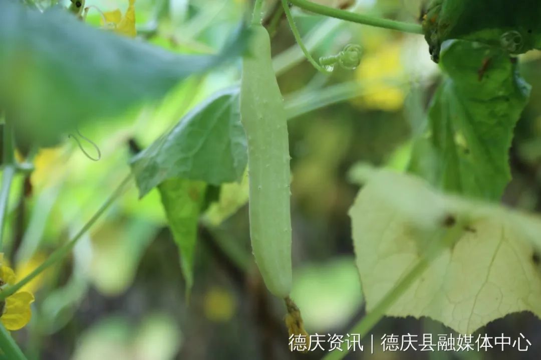 打造全产业链,生产托管……肇庆走出"新路子"