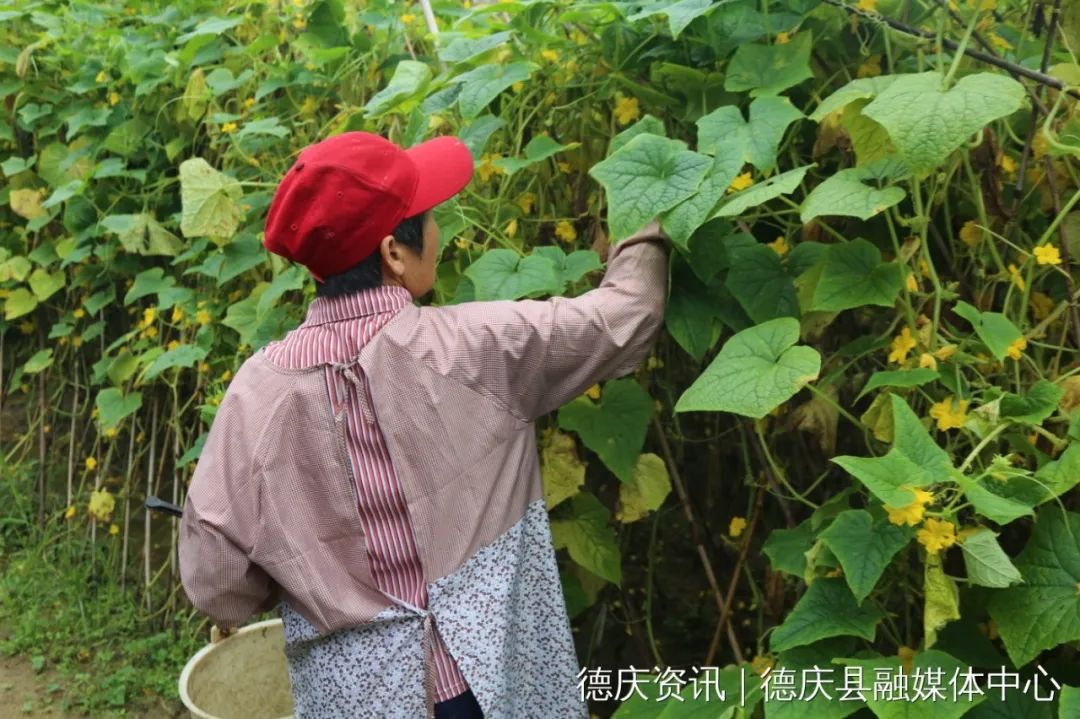 打造全产业链,生产托管……肇庆走出"新路子"