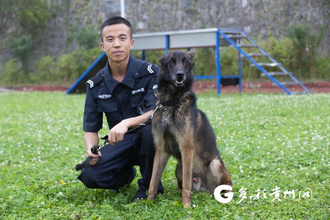 征集领养人!观山湖公安首批退役警犬开放领养