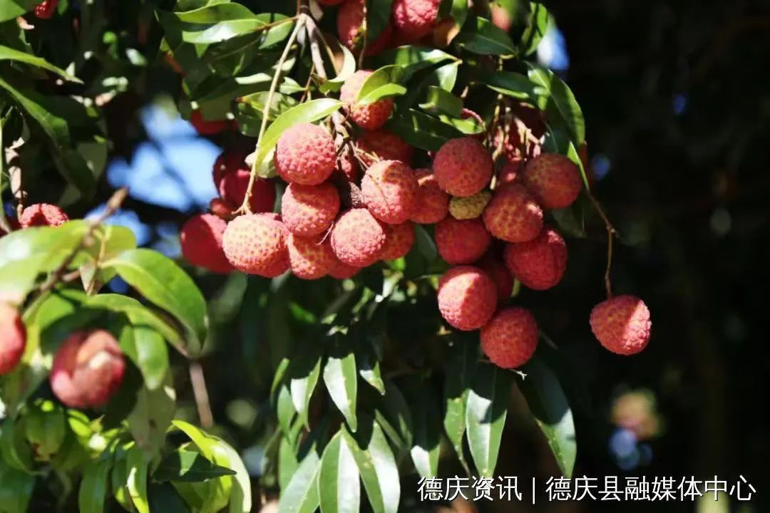 打造全产业链,生产托管……肇庆走出"新路子"