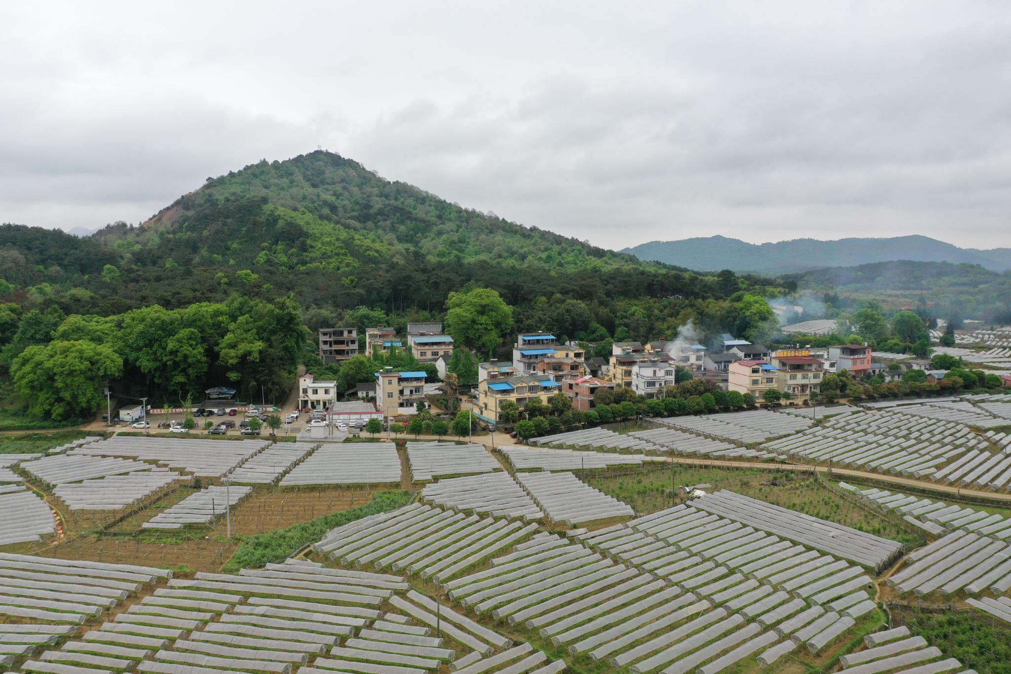 南方电网广西桂林供电局以电赋能乡村振兴,将广西全州县才湾镇毛竹
