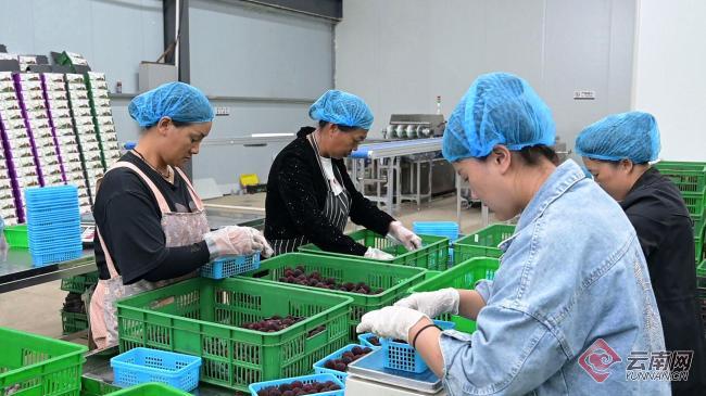 "锁"住美味 让云南石屏杨梅"鲜"向全国