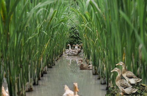 "全国乡村文化振兴丽水行"在浙江丽水举行